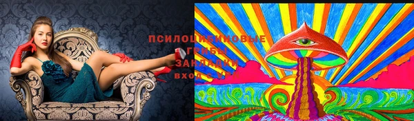 прущие грибы Ладушкин